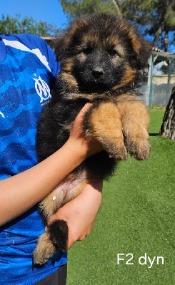 CHIOT