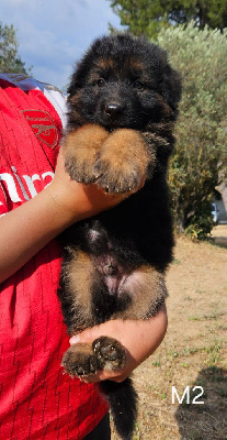 CHIOT