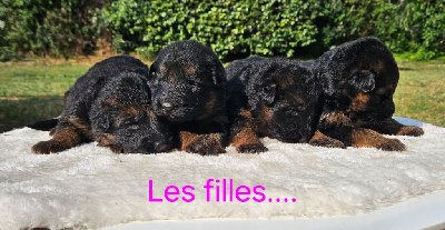 CHIOT