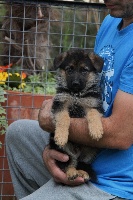 CHIOT
