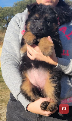 CHIOT 8