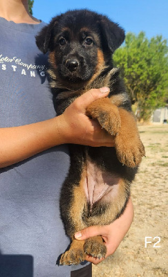 CHIOT