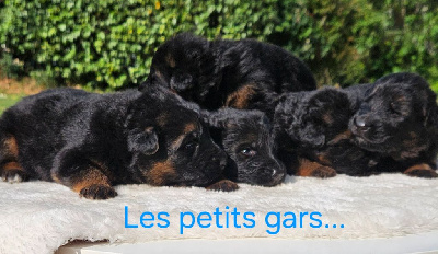 CHIOT