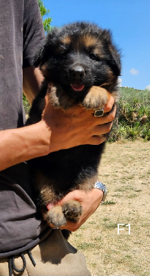 CHIOT