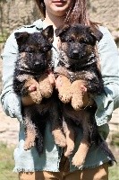 CHIOT