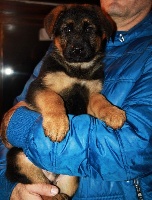 CHIOT