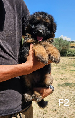 CHIOT