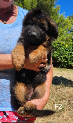 CHIOT