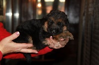 CHIOT