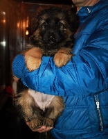 CHIOT POIL LONG