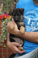 CHIOT