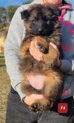 CHIOT 5