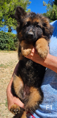 CHIOT