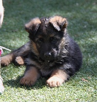 CHIOT