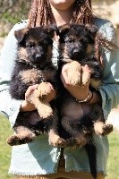 CHIOT