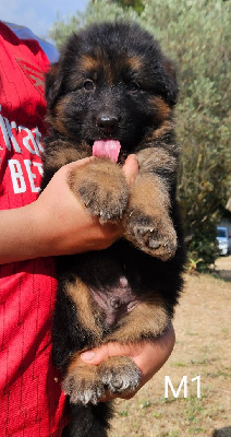 CHIOT