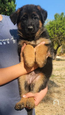 CHIOT
