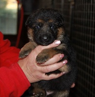 CHIOT