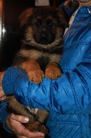 CHIOT