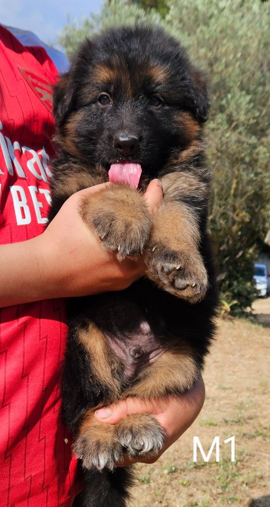 Des terres de peyrière - Chiots disponibles - Berger Allemand Poil Long