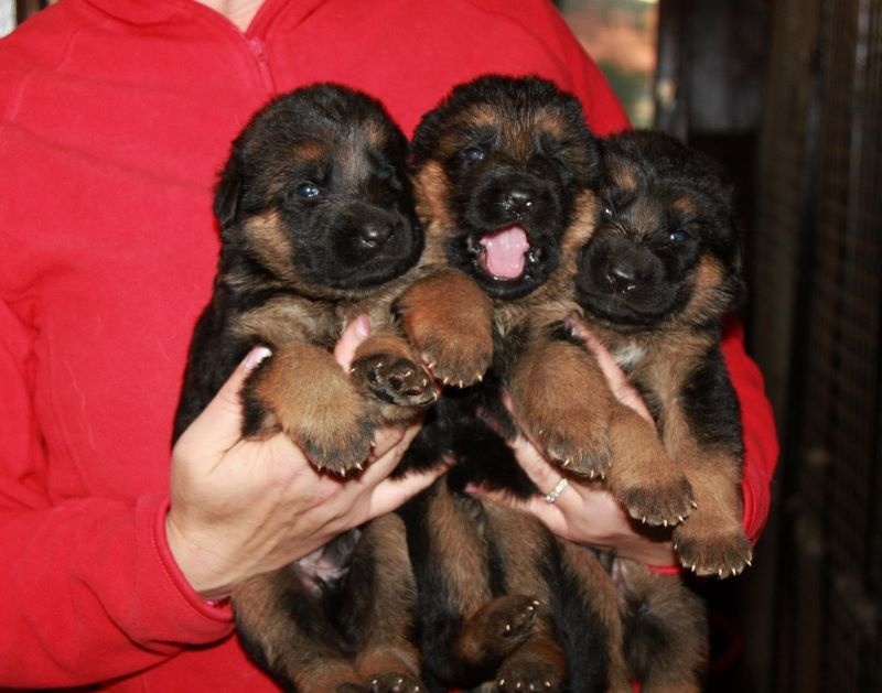 Chiot Berger Allemand Des terres de peyrière