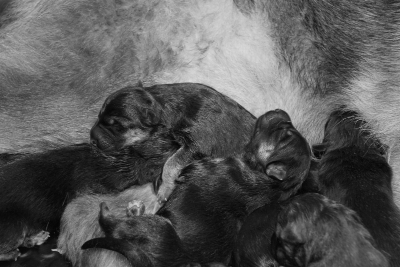 Chiot Berger Allemand Des terres de peyrière