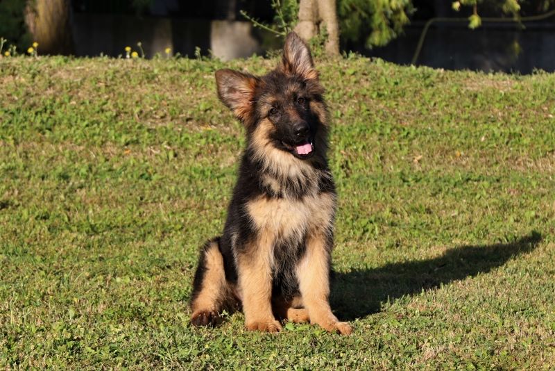 Chiot Berger Allemand Des terres de peyrière
